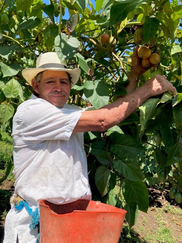 El Incentivo de Capitalización Rural beneficiará a pequeños y medianos productores 