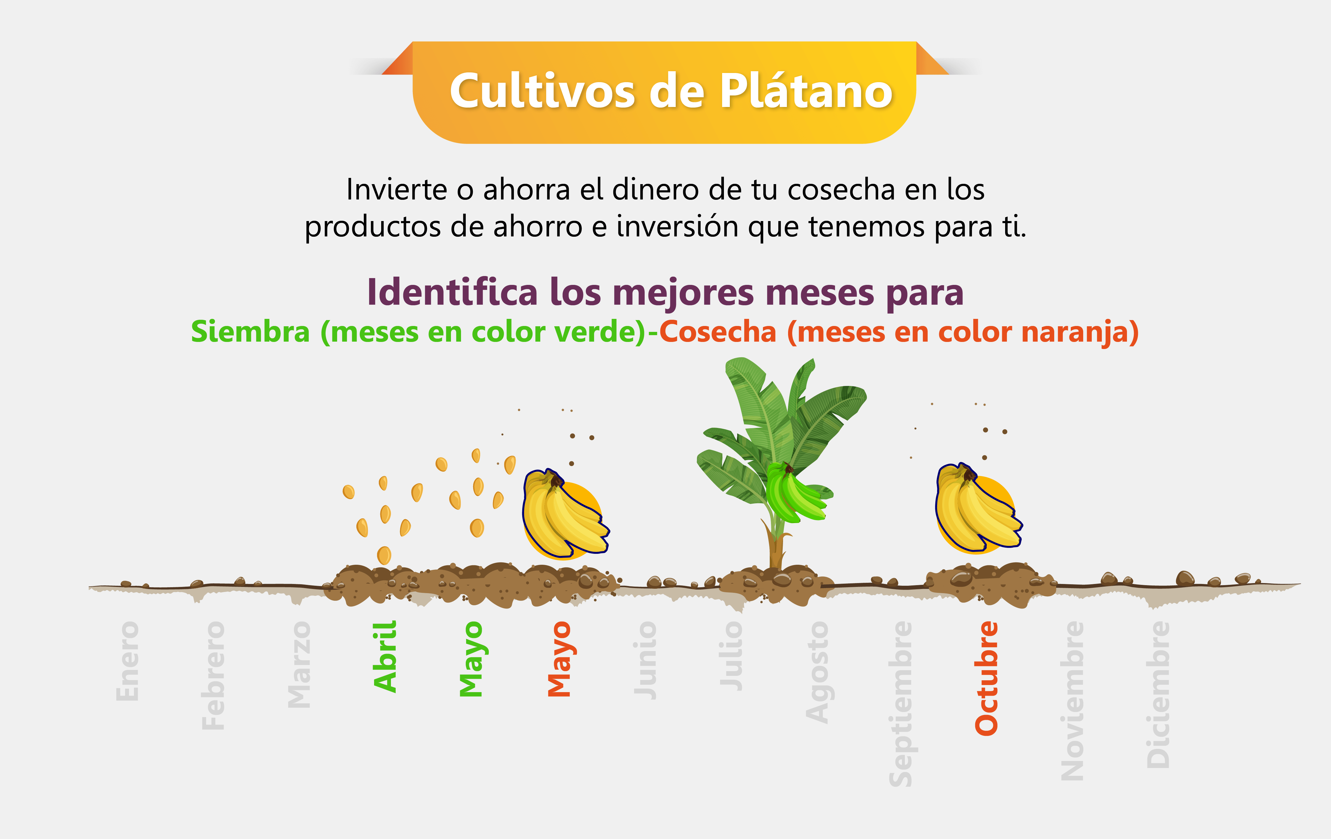 Siembra y cosecha cultivos de plátano
