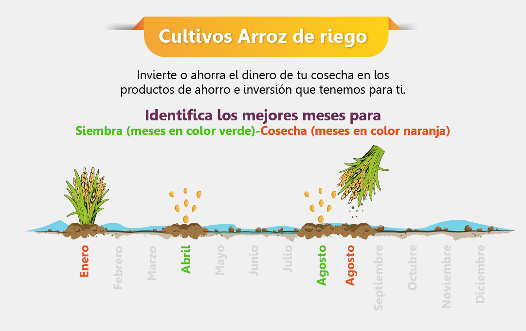 imagen cultivo de arroz