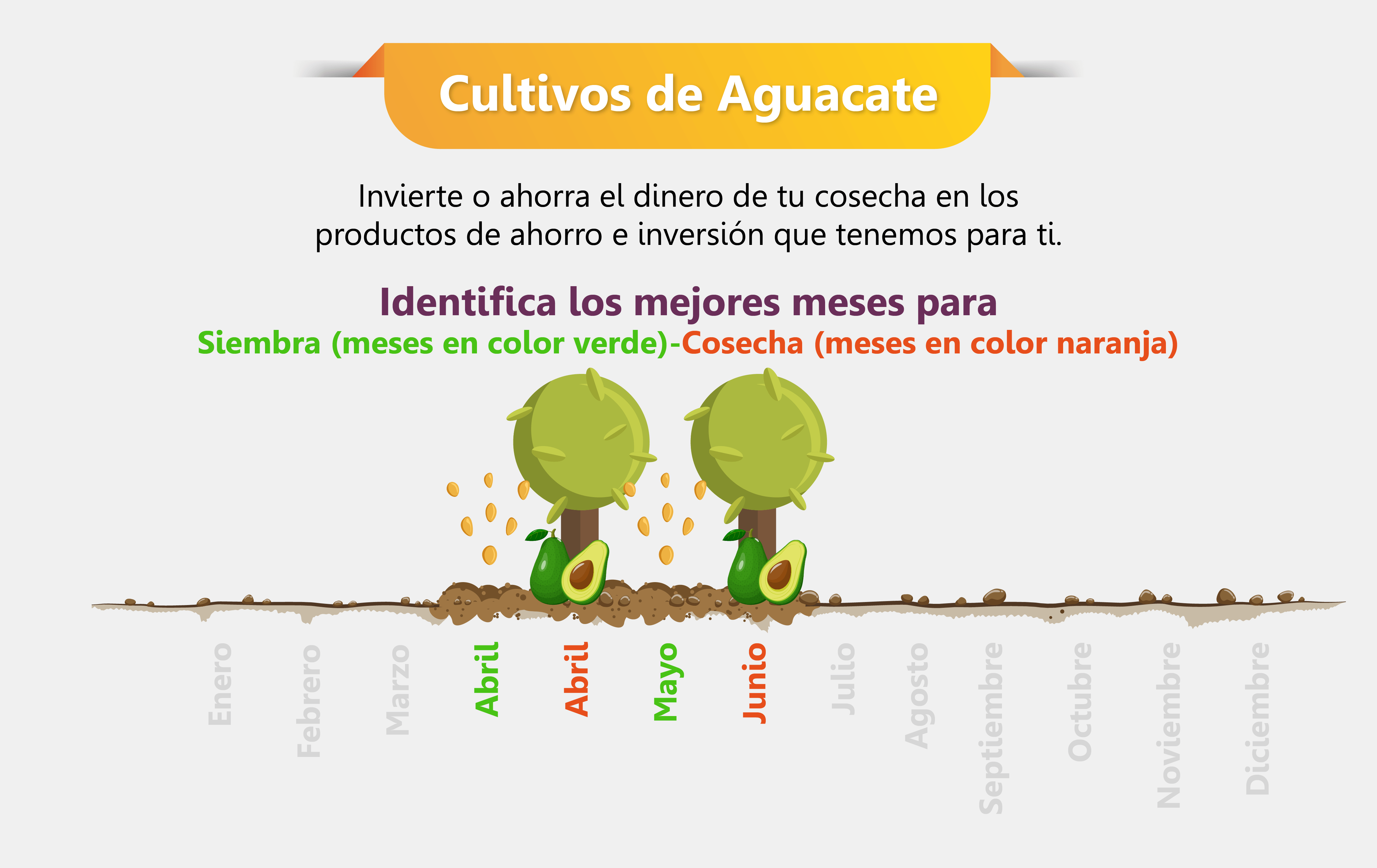 Siembra y cosecha cultivos de aguacate
