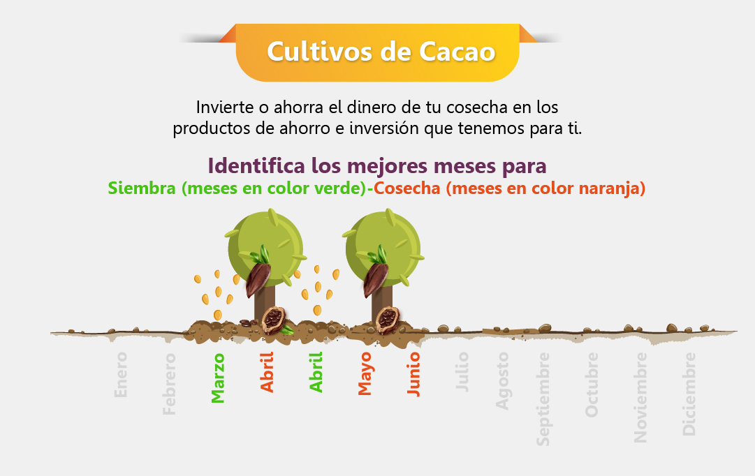 cultivo de cacao