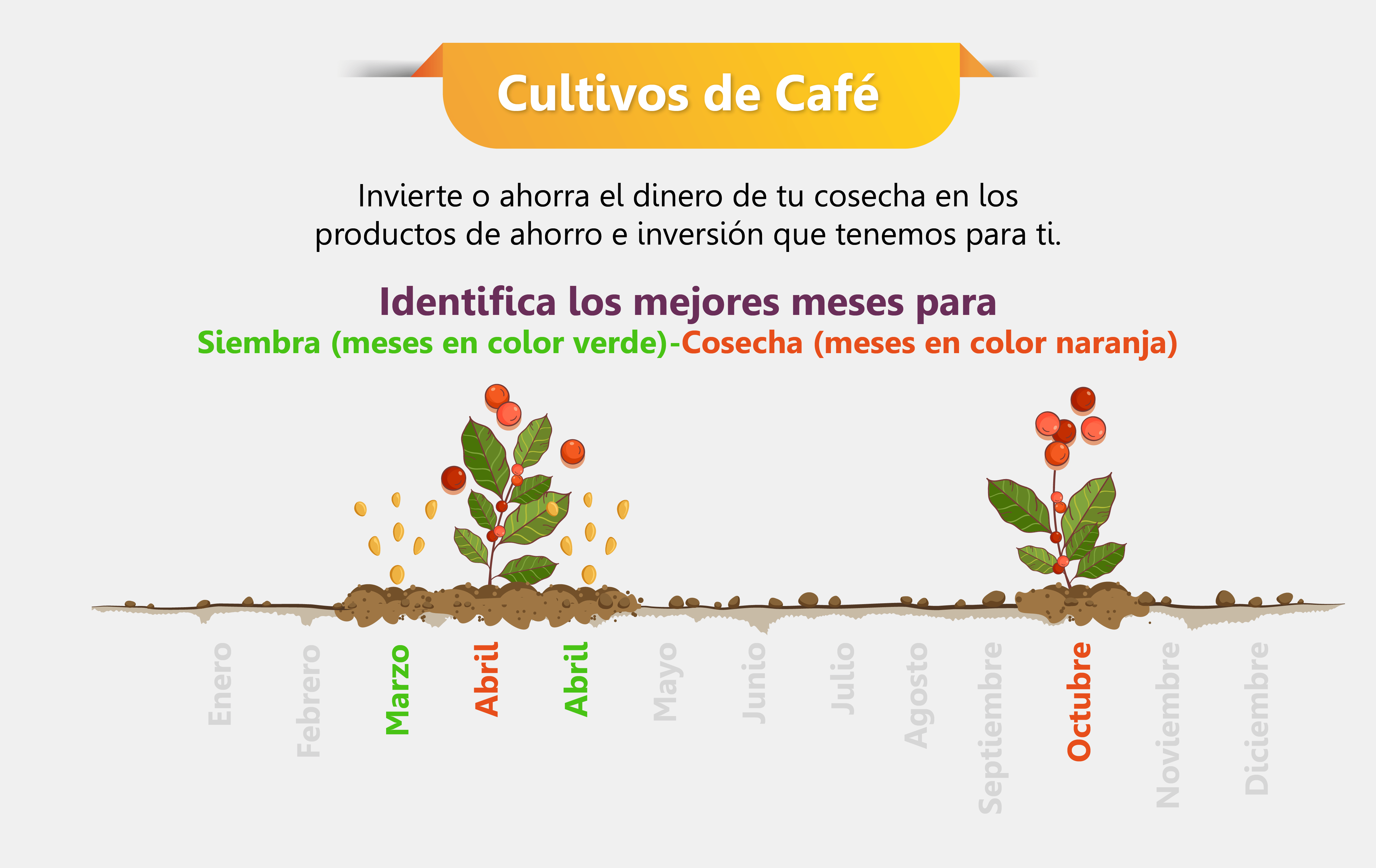 Siembra y cosecha cultivos de café