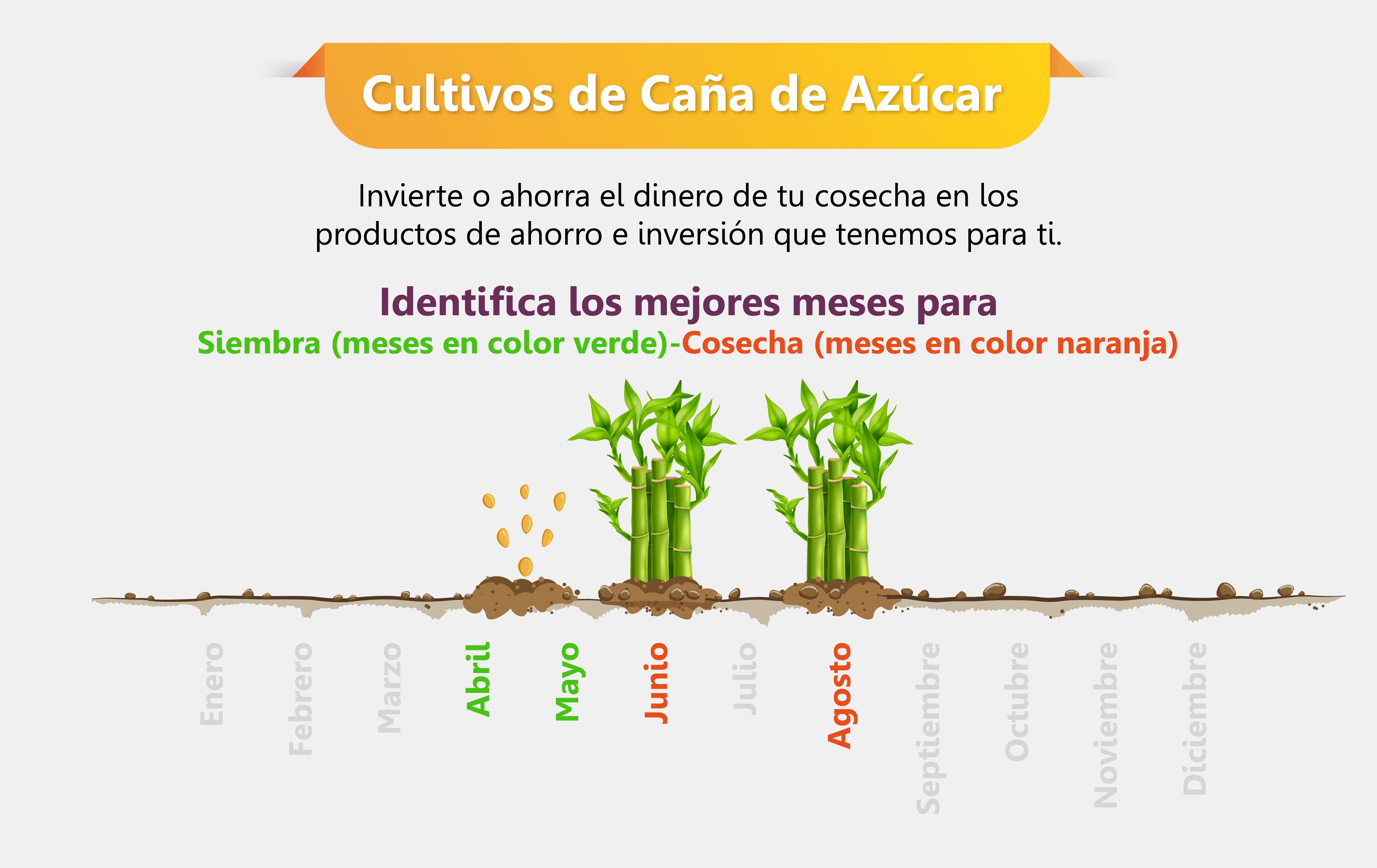 Siembra y cosecha cultivos de caña de azúcar
