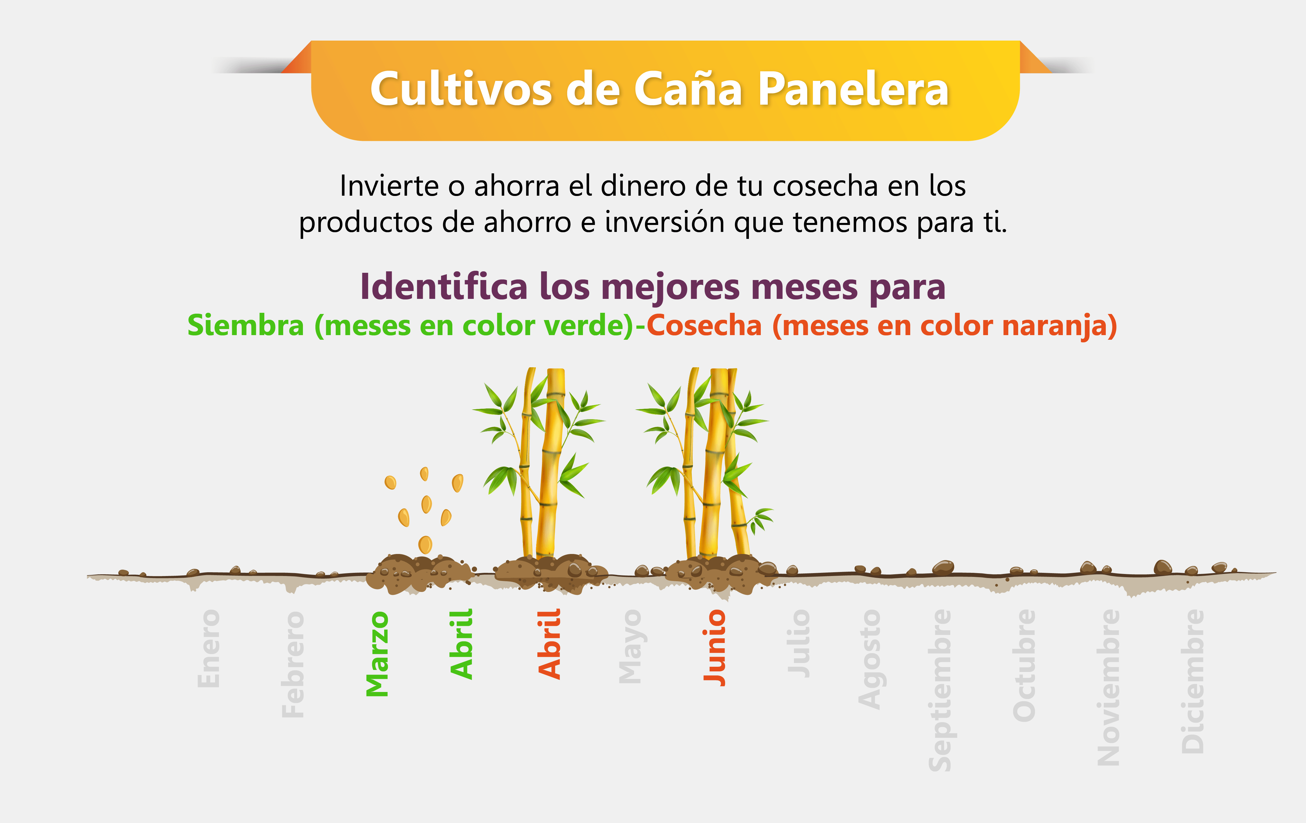 Siembra y cosecha cultivos de caña panelera