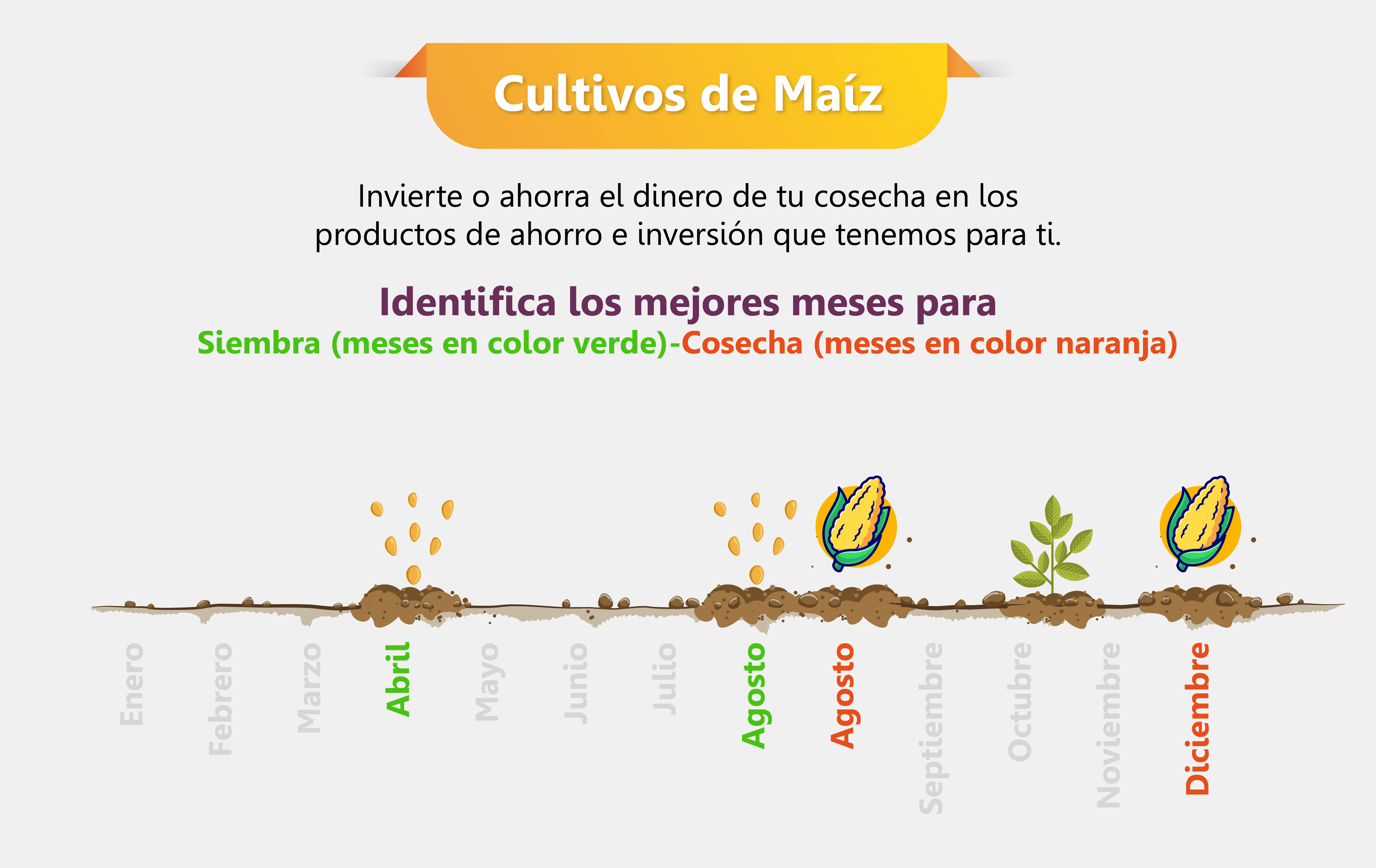Siembra y cosecha cultivos de maíz