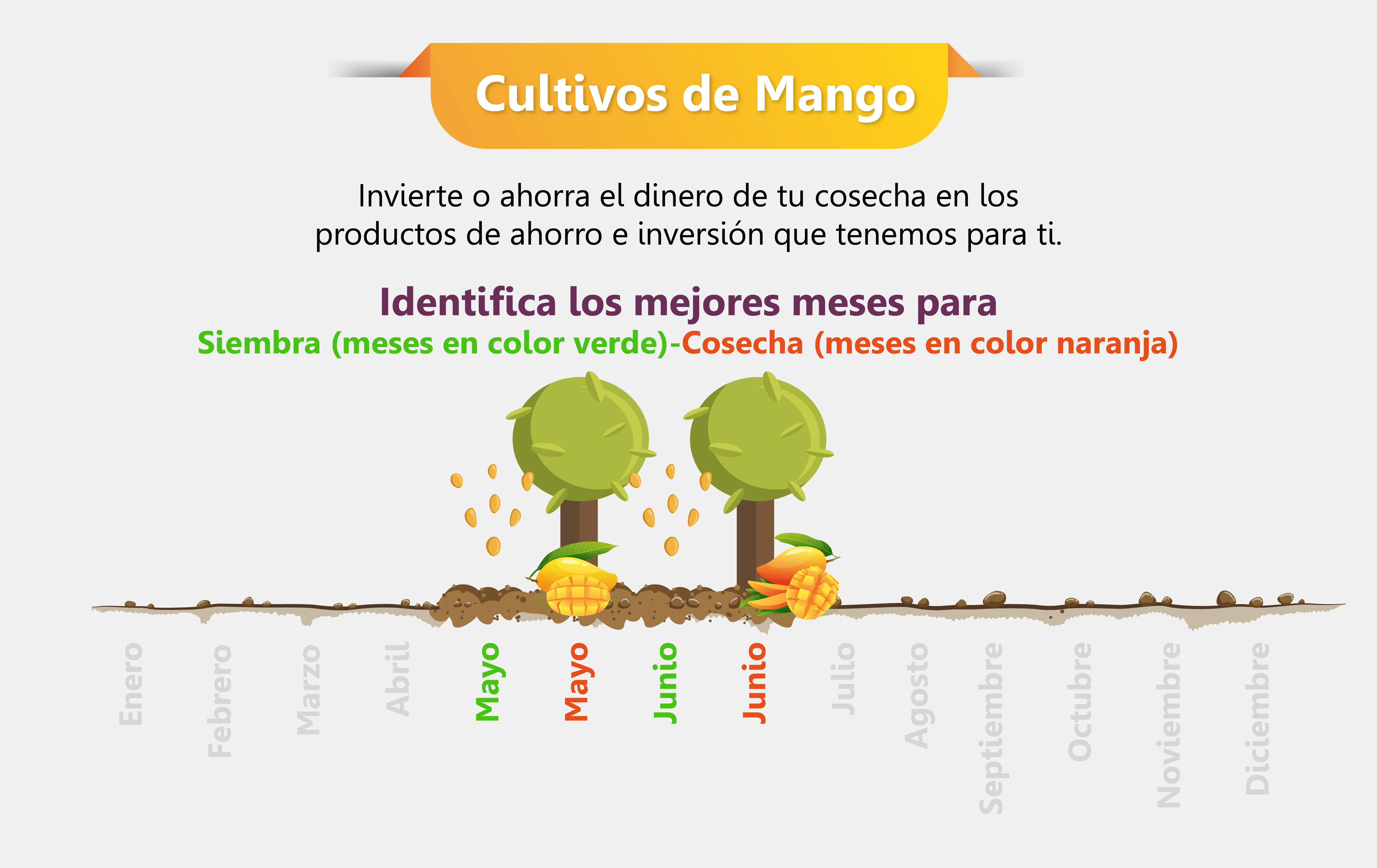 Siembra y cosecha cultivos de mango
