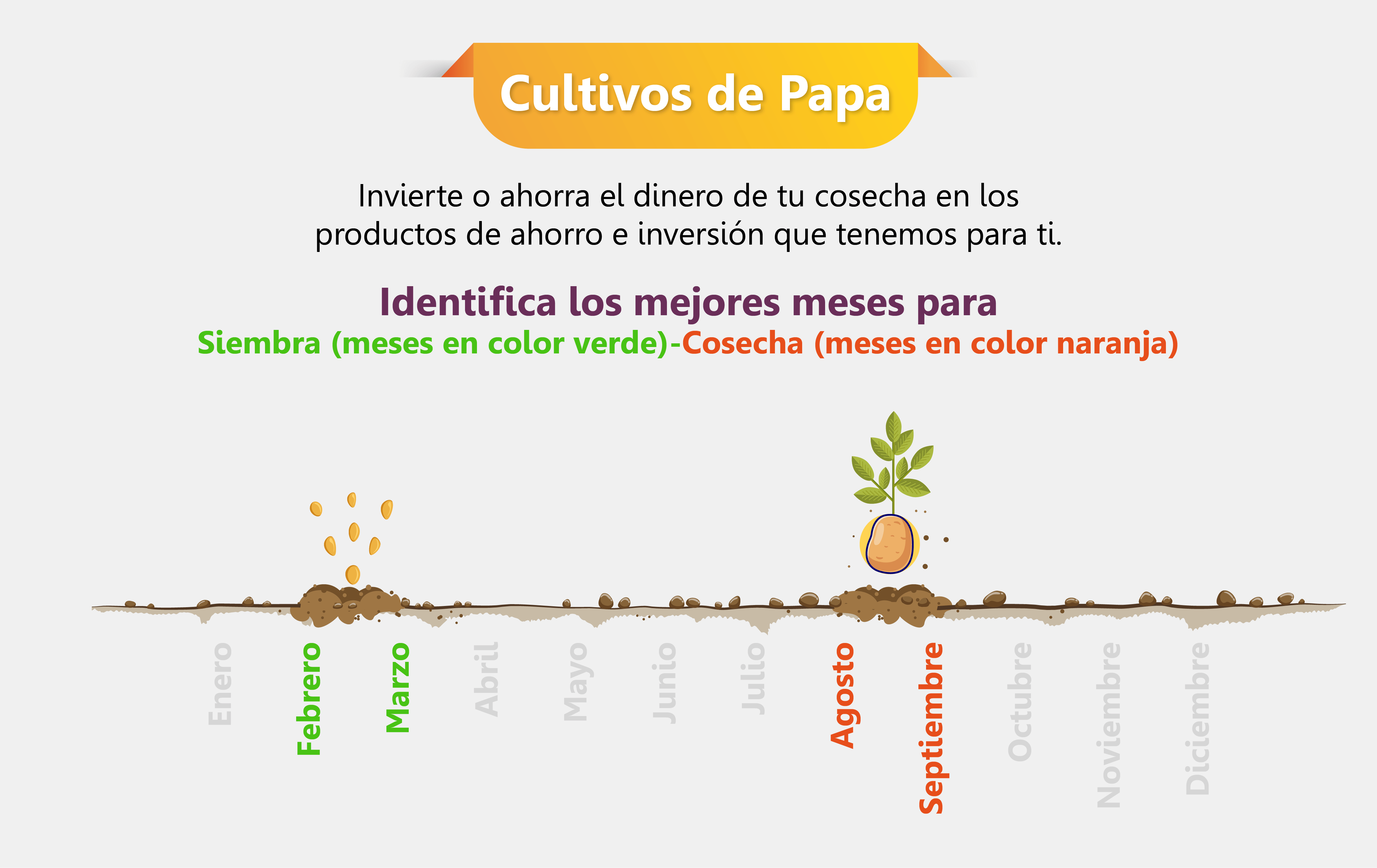 Siembra y cosecha cultivos de papa
