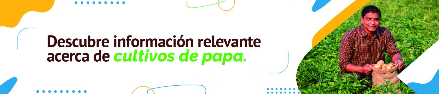 Un hombre muestra un cultivo de papa