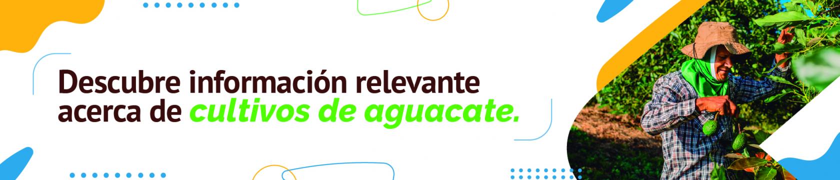Cultivo de aguacate