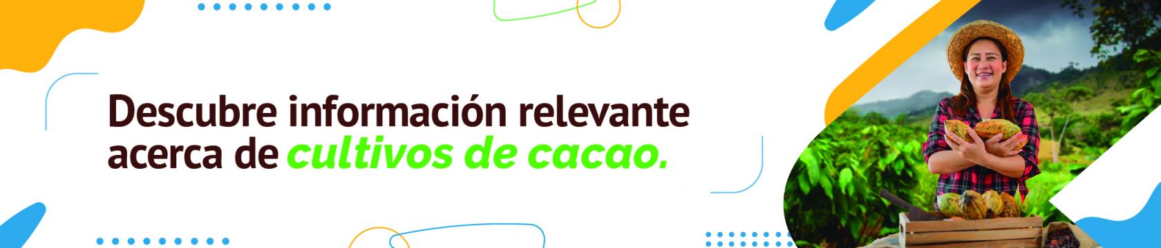 Cultivo de cacao