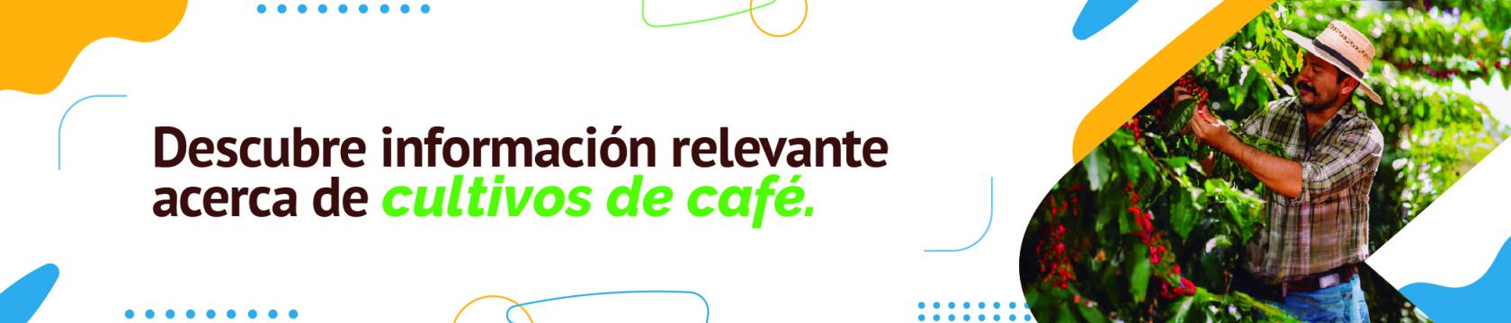 Cultivo de café