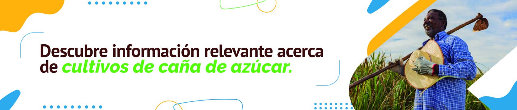 Cultivo caña de azúcar