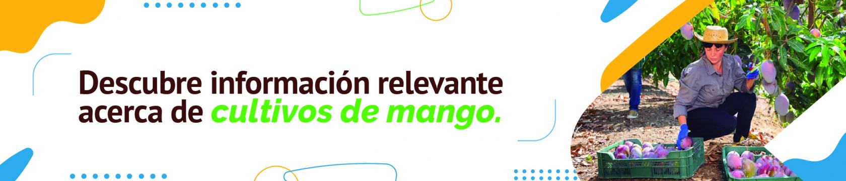 Cultivo de mango
