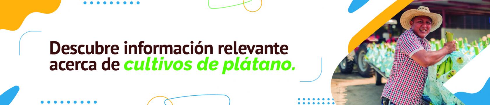 Cultivo de plátano