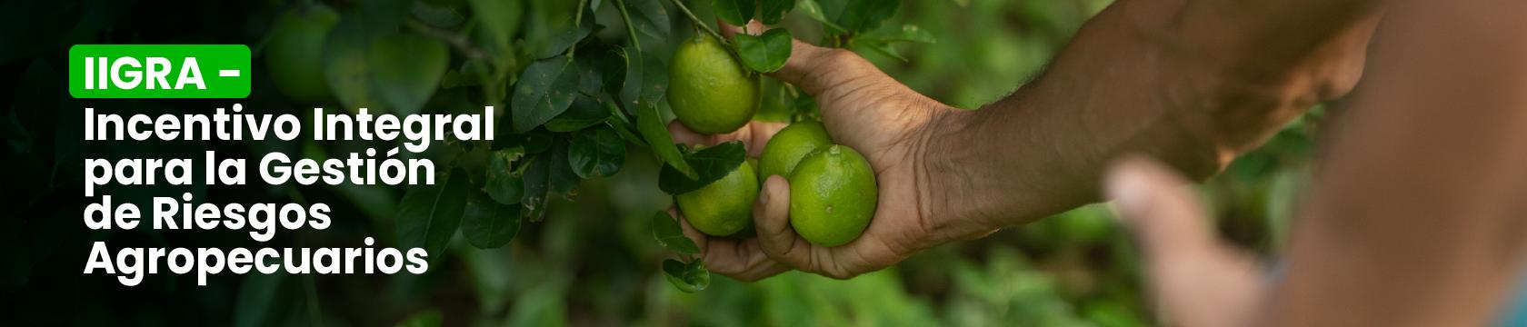 IIGRA Incentivo Integral para la Gestión de Riesgos Agropecuarios