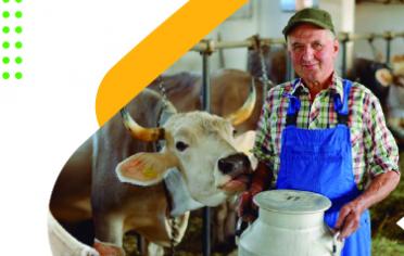 Granjero al lado de una vaca