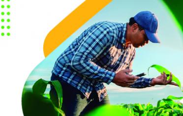 Campesino revisando una planta
