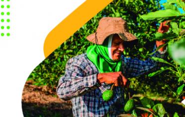 Cultivo de aguacate