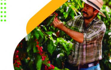 Cultivo de café