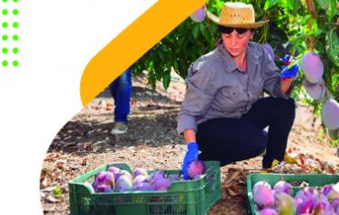 Cultivo de mango
